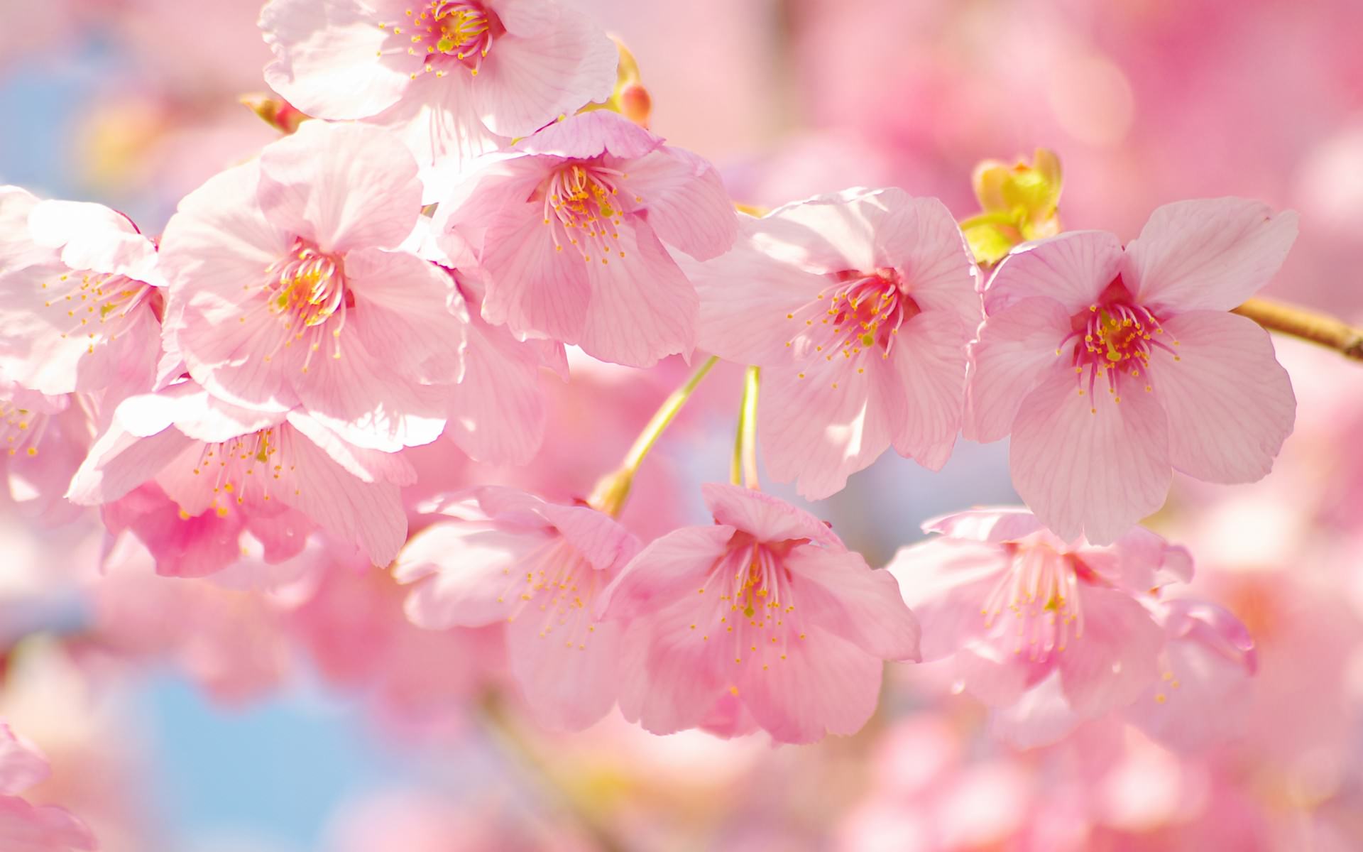 flower13