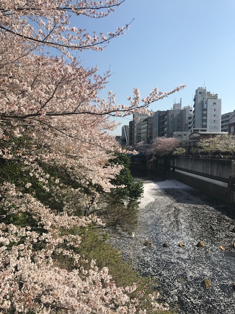 桜