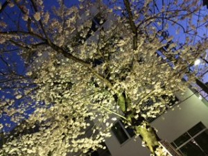IMG_0022