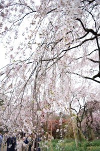 IMG_8346
