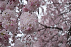 IMG_8365