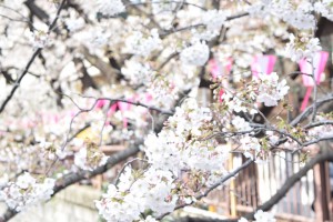 IMG_8383
