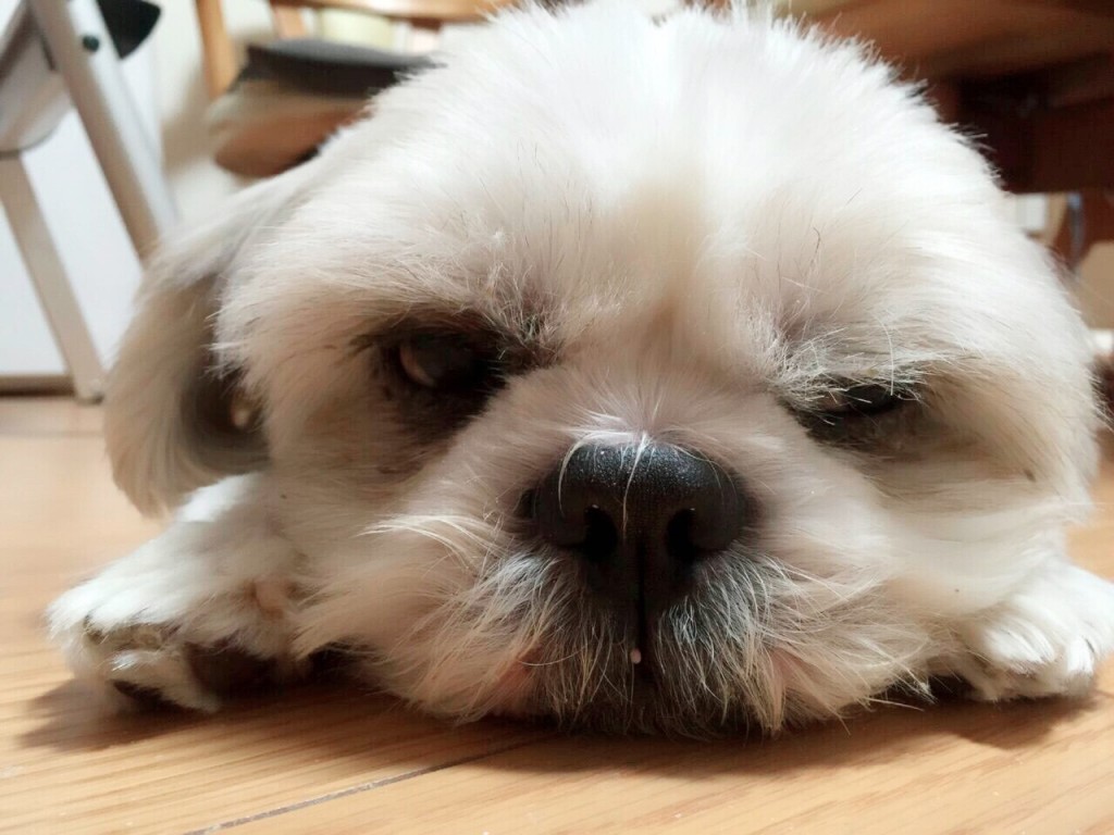 inu