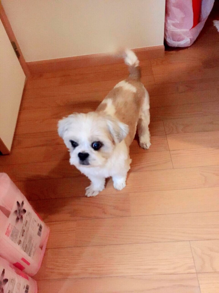 inu2