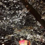 sakura