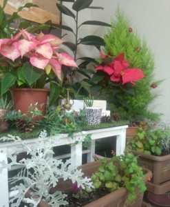 植物２