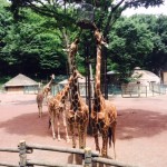きりん