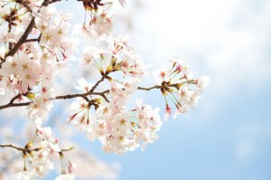 NAT78_awaisakuratoaozora_TP_V