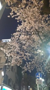 撮影　桜