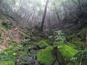 IMG_4559
