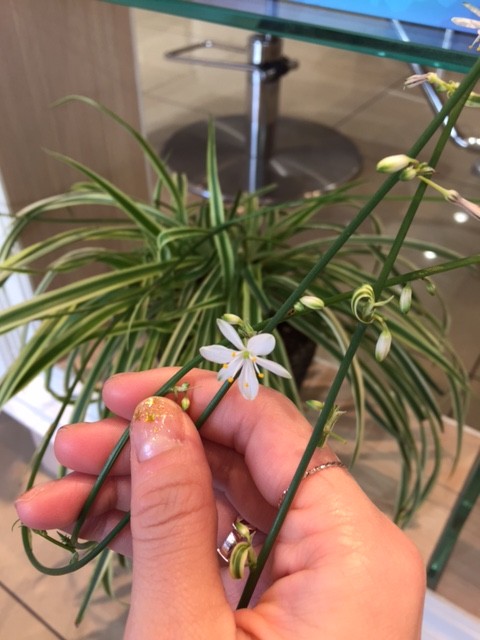 白い花～～～