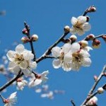 ダウンロード (1)