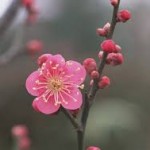 ダウンロード