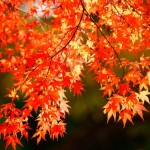 紅葉8-500x375