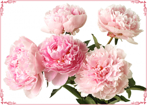 img_fragrance_secret_01