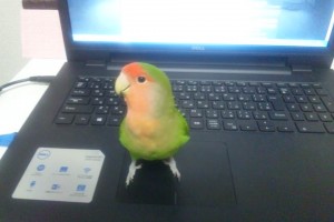 poPC