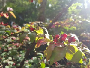 20151112_205059