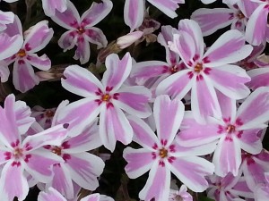花3