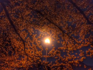 夜桜