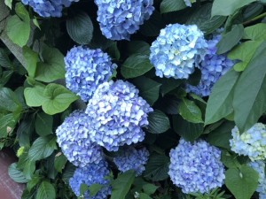 IMG_3117