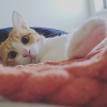 IMG_20180917_205026_665