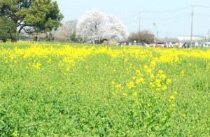 A6D73984-E468-4B42-ABD7-119309ACFD37