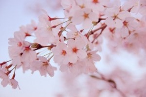サクラIMG_5228