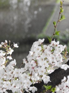 IMG_2865