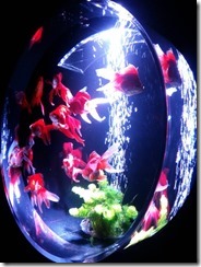 金魚2