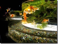 金魚6