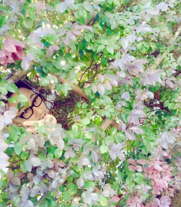 朝
