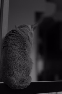 ねこ8