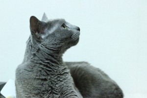 ねこ25
