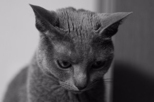 ねこ11