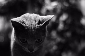ねこ6