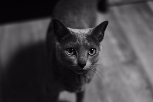 ねこ10