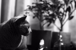 ねこ2