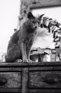 ねこ