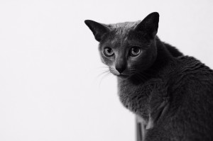 ねこ3