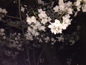 ヨザクラ1