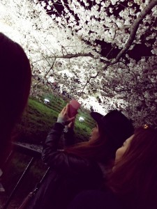 桜5