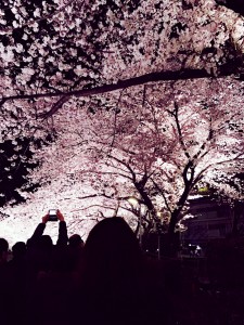 桜2