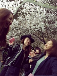 桜1