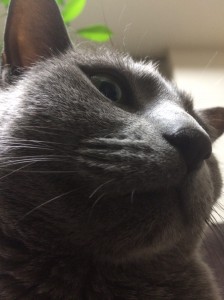 猫7