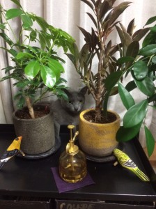 猫4