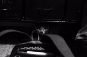 猫1