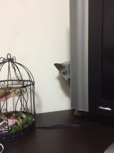 猫9