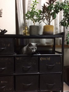 猫3
