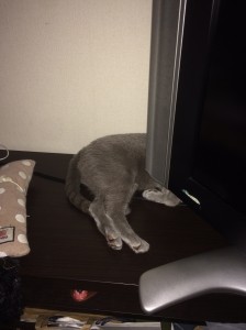 猫6