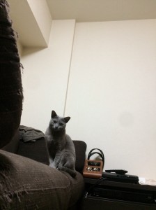猫5